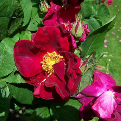 Rosa 'James Mason'