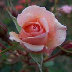 Rosa 'Jean Kenneally'