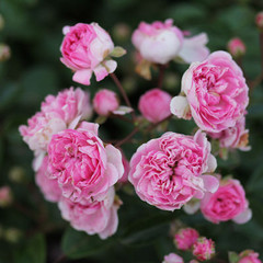 Rosa 'Jean Mermoz'