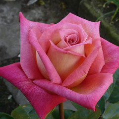 Rosa 'Joe Maiden'