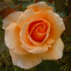 Rosa 'Just Joey'