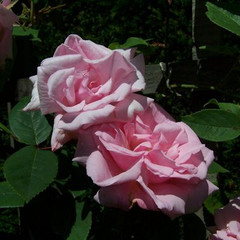 Rosa 'Kathleen Harrop'