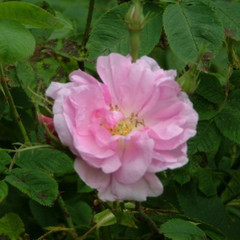 Rosa 'Kazanlik'
