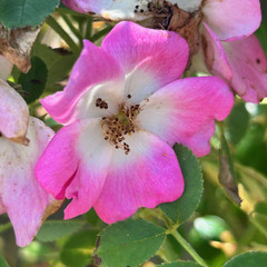 Rosa 'Kew Rambler'