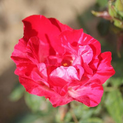 Rosa 'Kyra's Kisses'