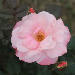 Rosa 'Lady Anne'