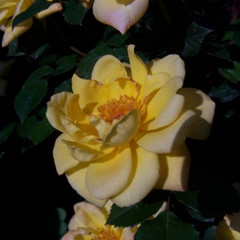 Rosa 'Laura Ford'