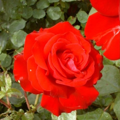 Rosa 'Lilli Marlene'