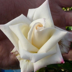 Rosa 'Little Emily'
