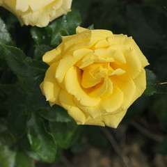 Rosa 'Lo and Behold'