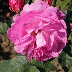 Rosa 'Louise Odier'