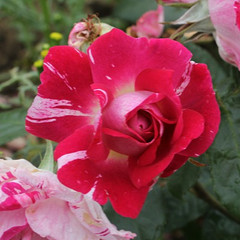 Rosa 'Love Divine'
