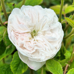 Rosa 'Madame Hardy'