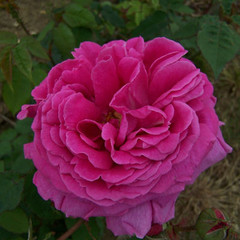 Rosa 'Madame Isaac Periere'