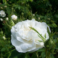 Rosa 'Mdme Legras de St. Germain'