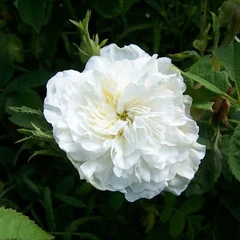 Rosa 'Mdme Legras de St. Germain'