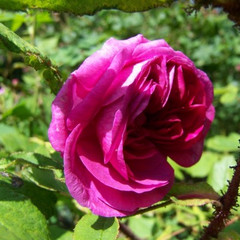 Rosa 'Marechal Davoust'