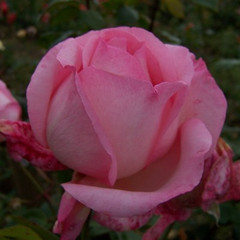 Rosa 'Maverick'