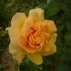 Rosa 'McGredy's Sunset'