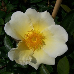 Rosa 'Mermaid'