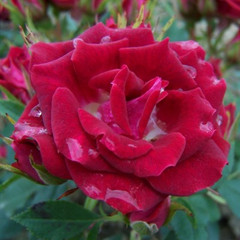 Rosa 'Merlot'