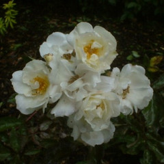 Rosa 'Moonlight'