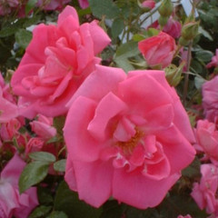 Rosa 'Morning Jewel'