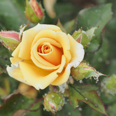 Rosa 'Nancy Jean'