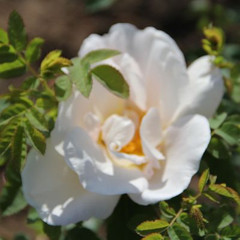 Rosa 'Nevada'