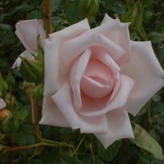 Rosa 'New Dawn'
