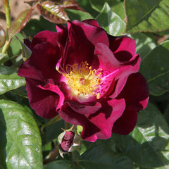 Rosa 'Night Owl'