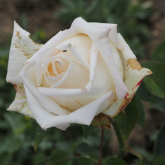 Rosa 'Northwest'