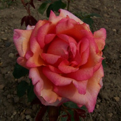 Rosa 'Oksana'