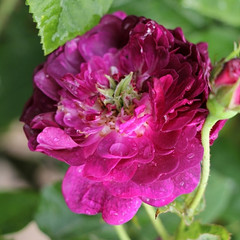Rosa 'Orpheline de Juillet'