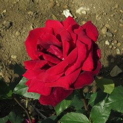 Rosa 'Papa Meilland'