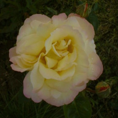 Rosa 'Peace'