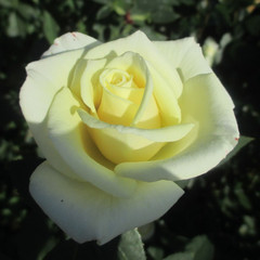 Rosa 'Peter Cottontail'