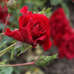 Rosa 'Peter Pan'
