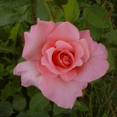 Rosa 'Picture'