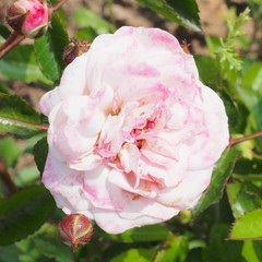 Rosa 'Pink Prosperity'