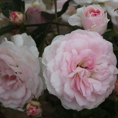 Rosa 'Pink Prosperity'