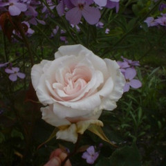 Rosa 'Polly'