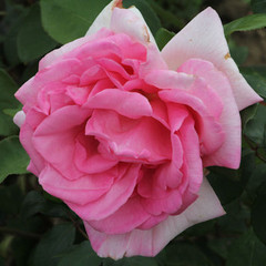 Rosa 'Princess'
