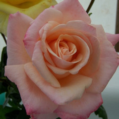 Rosa 'Princess Nobuko'