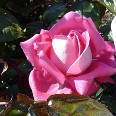 Rosa 'Pride of Lakeland'