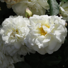 Rosa 'Prosperity'