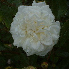 Rosa 'Prosperity'
