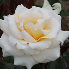 Rosa 'Racy Lady'
