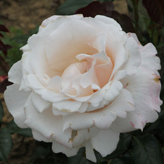Rosa 'Remember'
