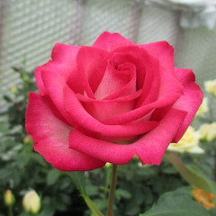 Rosa 'Renegade'